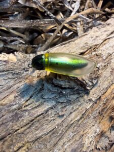 RYGOSY INKY 38F – Floating Minnow 38mm / 2.6g - product image